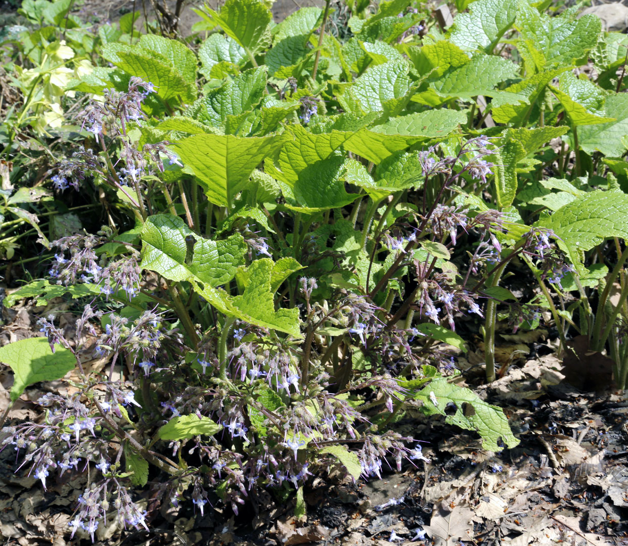 Image of Trachystemon orientalis specimen.