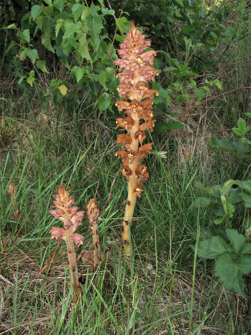 Изображение особи Orobanche rapum-genistae.