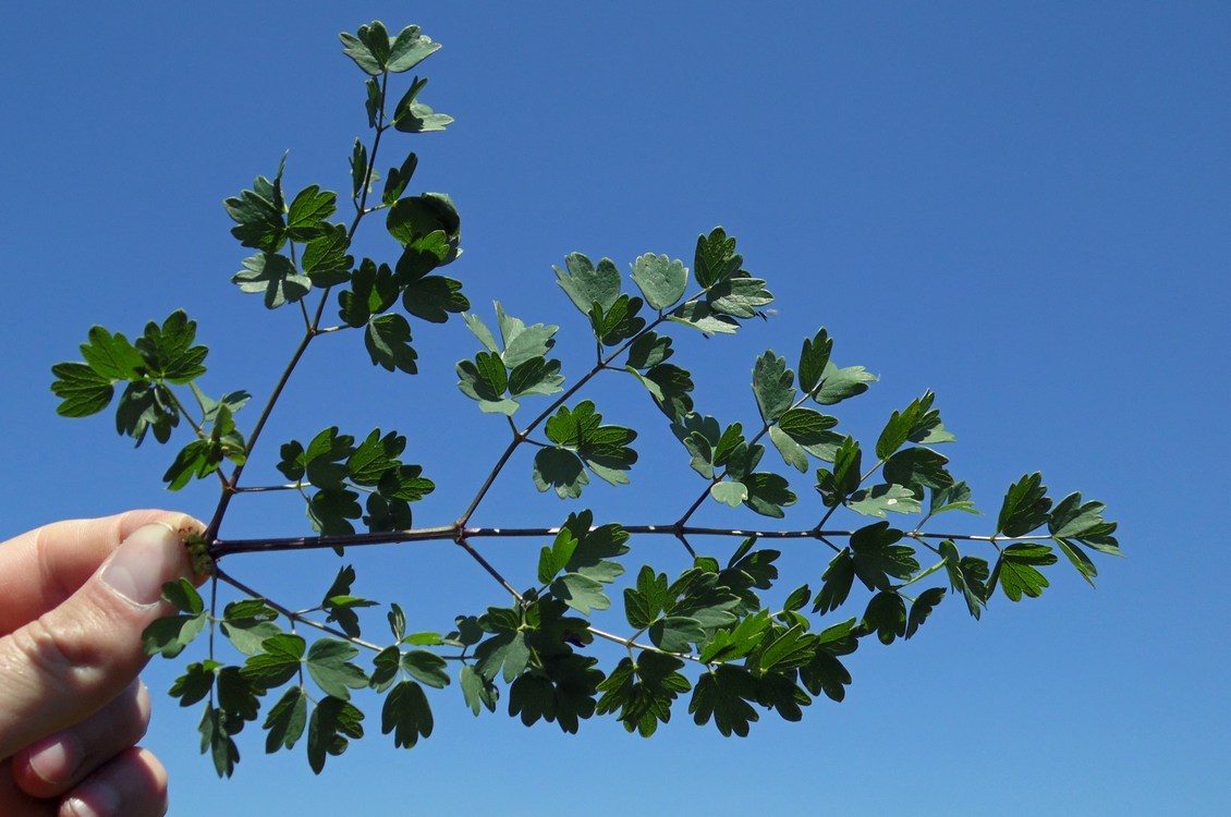 Image of Thalictrum minus specimen.