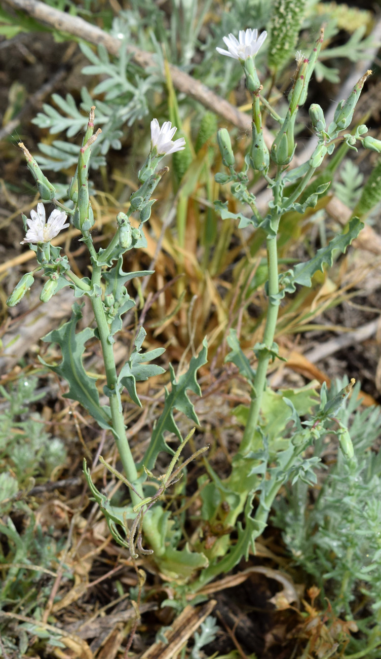 Image of Lactuca undulata specimen.