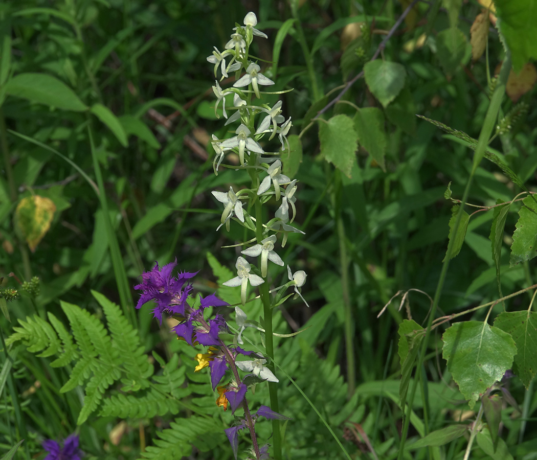 Изображение особи Platanthera bifolia.