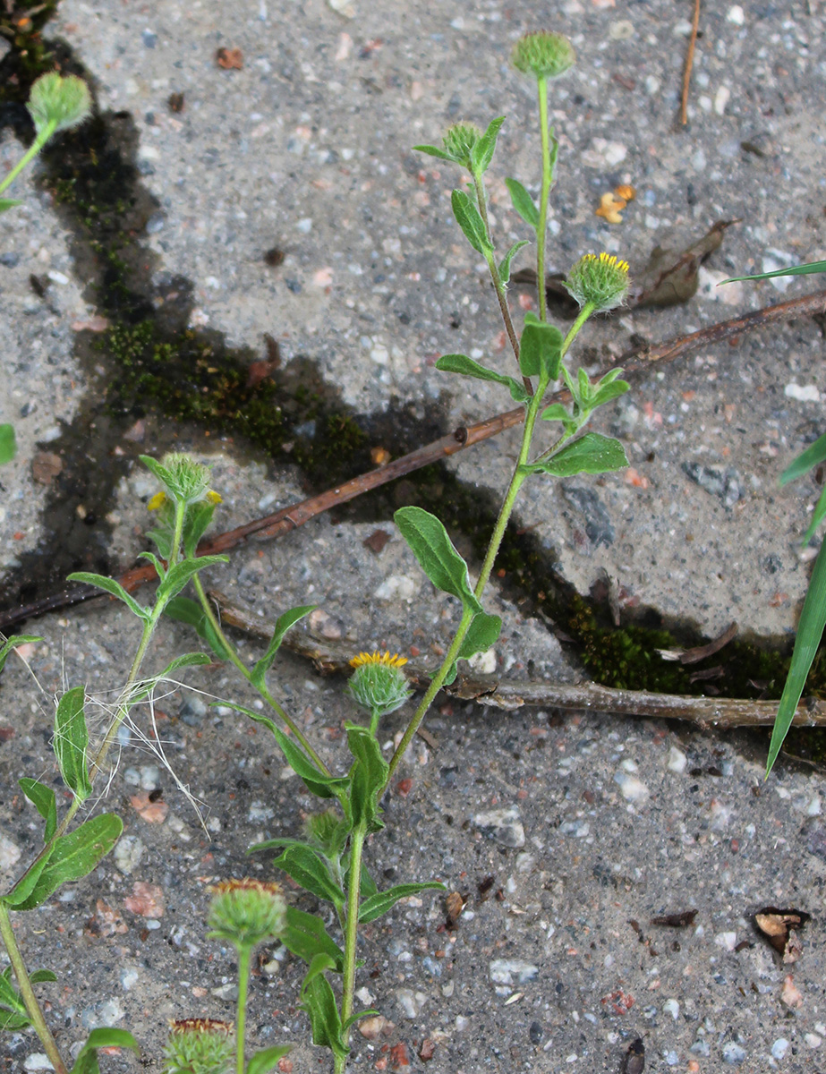 Image of Pulicaria vulgaris specimen.