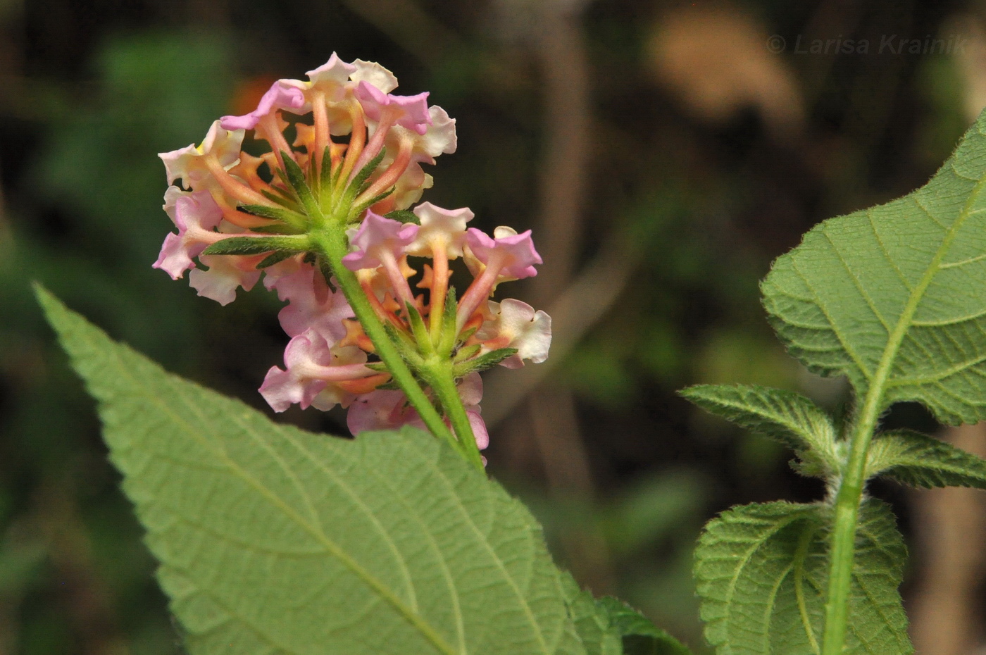 Image of Lantana camara specimen.