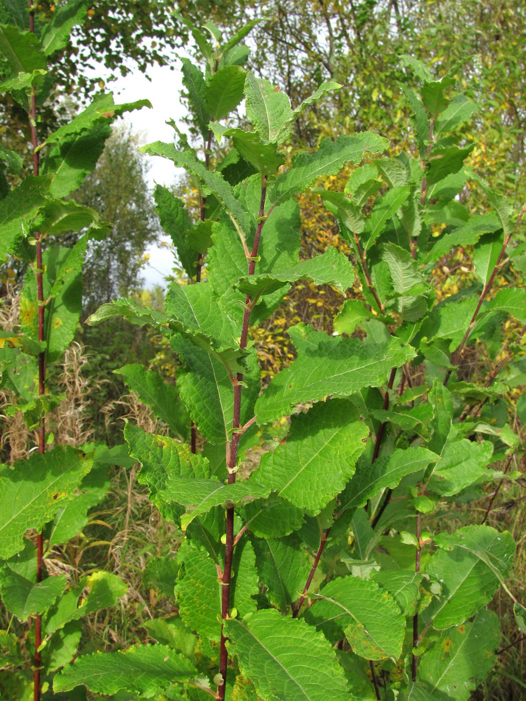 Image of Salix caprea specimen.