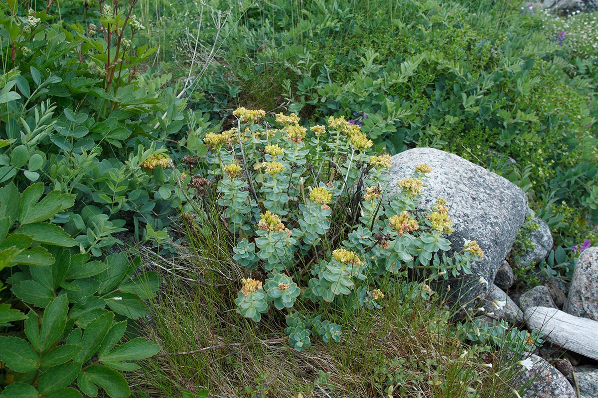 Image of Rhodiola rosea specimen.