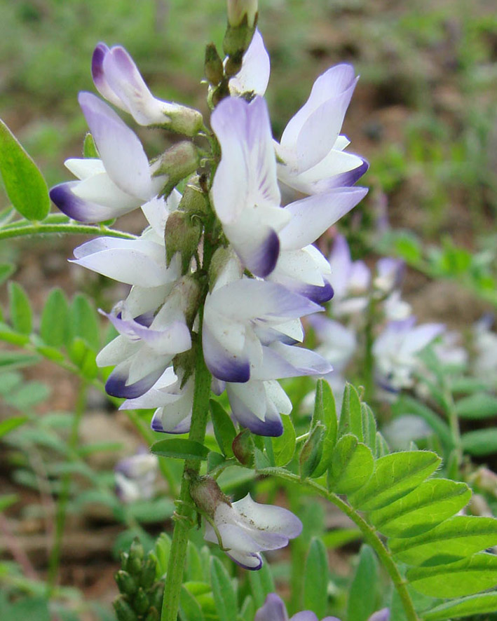 Изображение особи Astragalus alpinus.