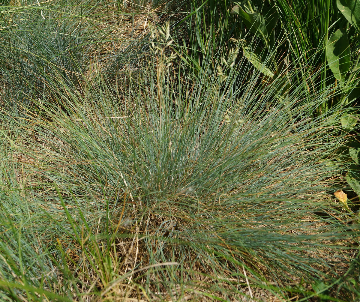 Image of genus Festuca specimen.