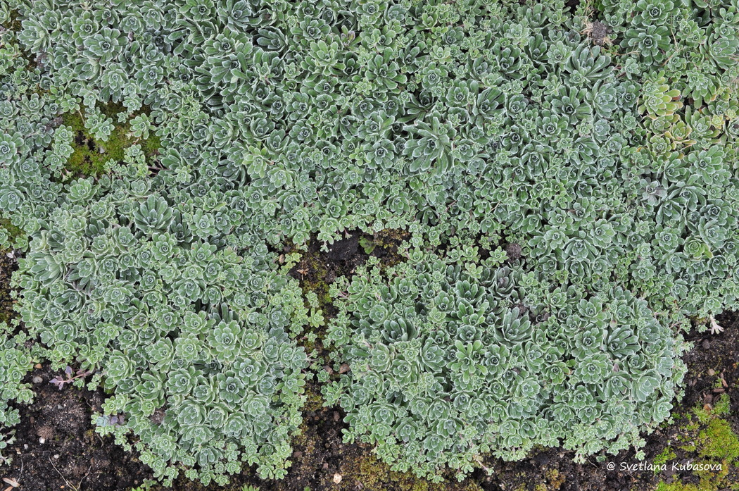 Image of Saxifraga paniculata specimen.