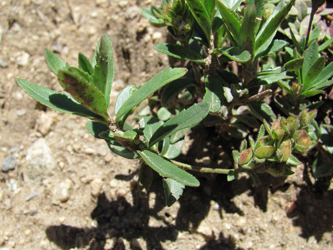 Image of Veronica vendettadeae specimen.