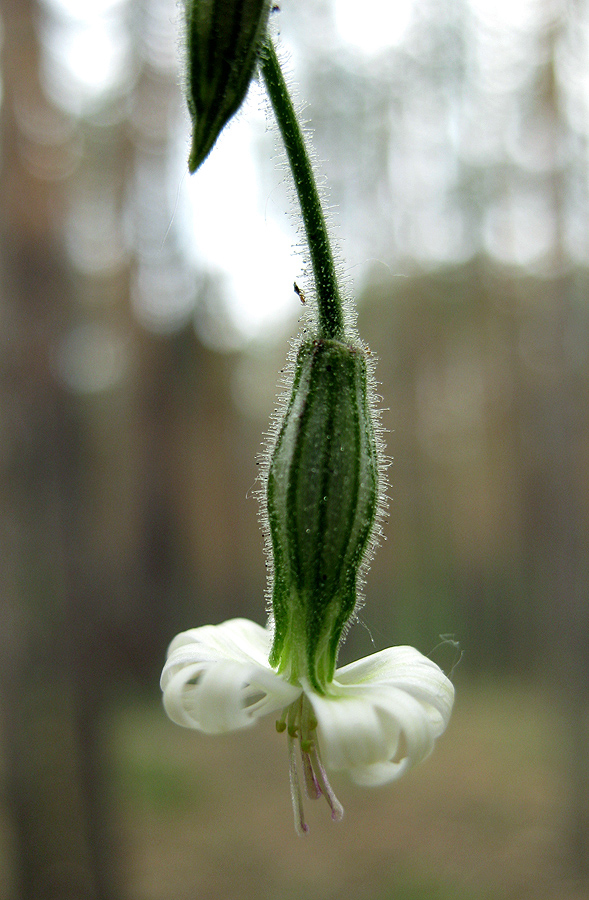 Изображение особи Silene nutans.