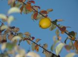 Смотреть изображение Pseudocydonia sinensis