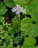 Heracleum apiifolium. Верхушка цветущего растения. Абхазия, Рицинский реликтовый национальный парк, перевал Пыв, ≈ 1900 м н.у.м., субальпийский луг. 16.07.2017.