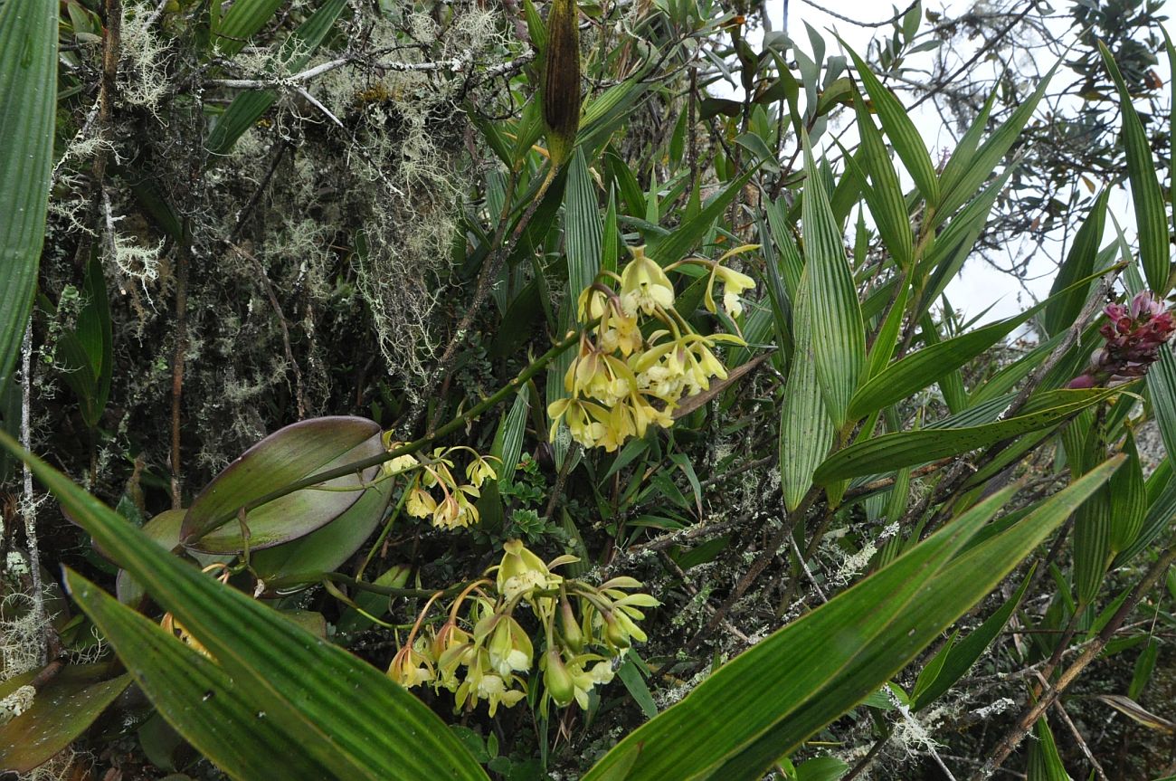 Image of familia Orchidaceae specimen.