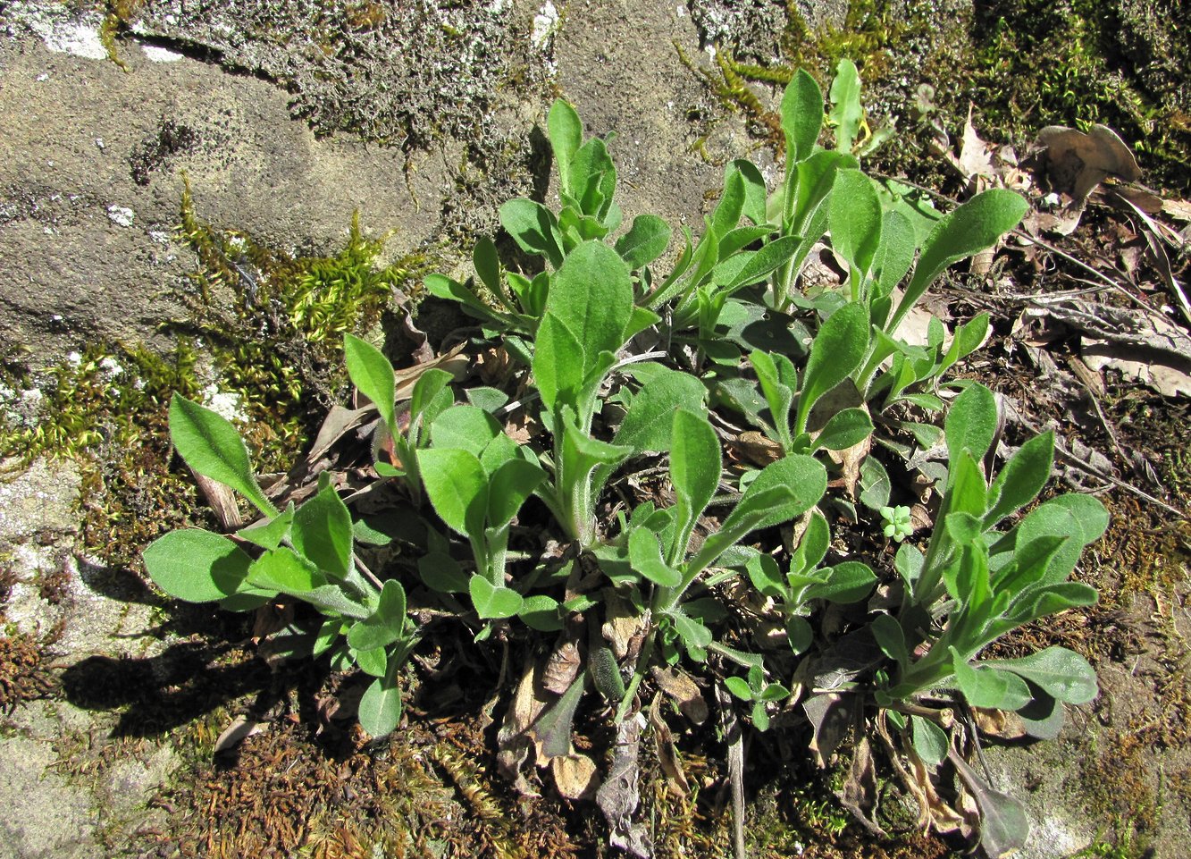 Image of Silene italica specimen.