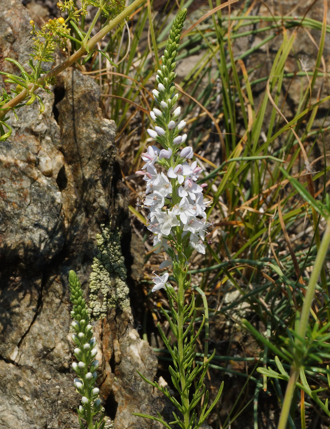 Изображение особи Veronica pinnata.