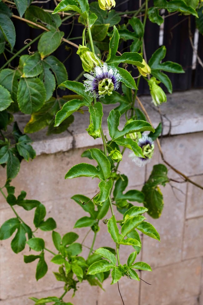 Image of Passiflora edulis specimen.