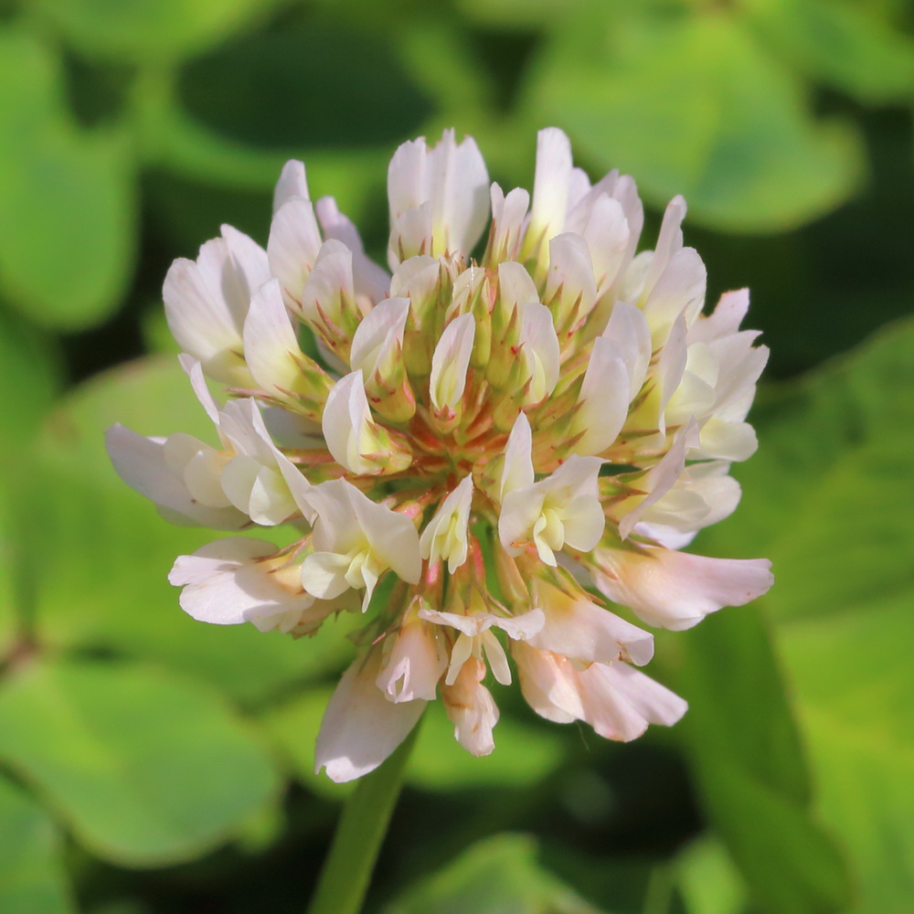 Изображение особи Trifolium repens.