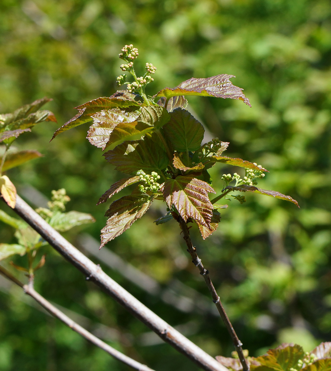 Image of Acer tataricum specimen.