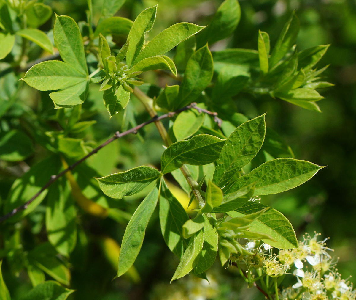 Image of Caragana frutex specimen.