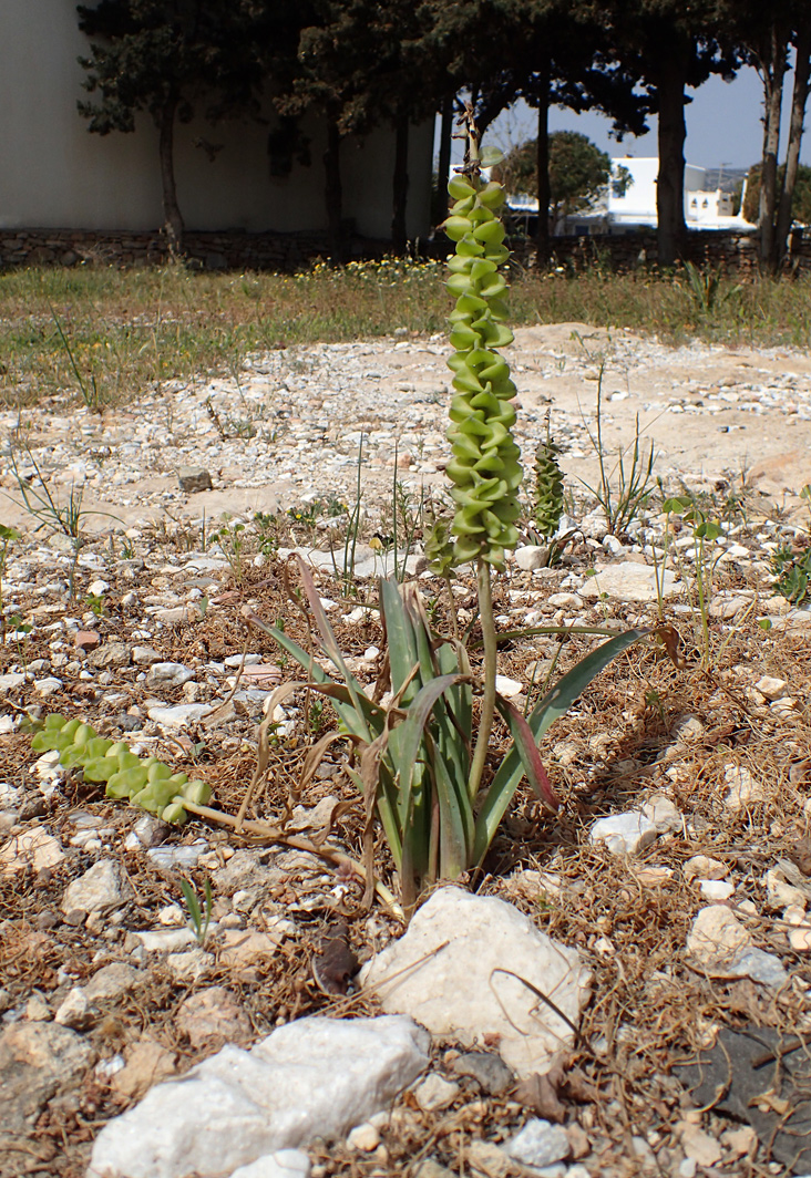 Image of genus Leopoldia specimen.