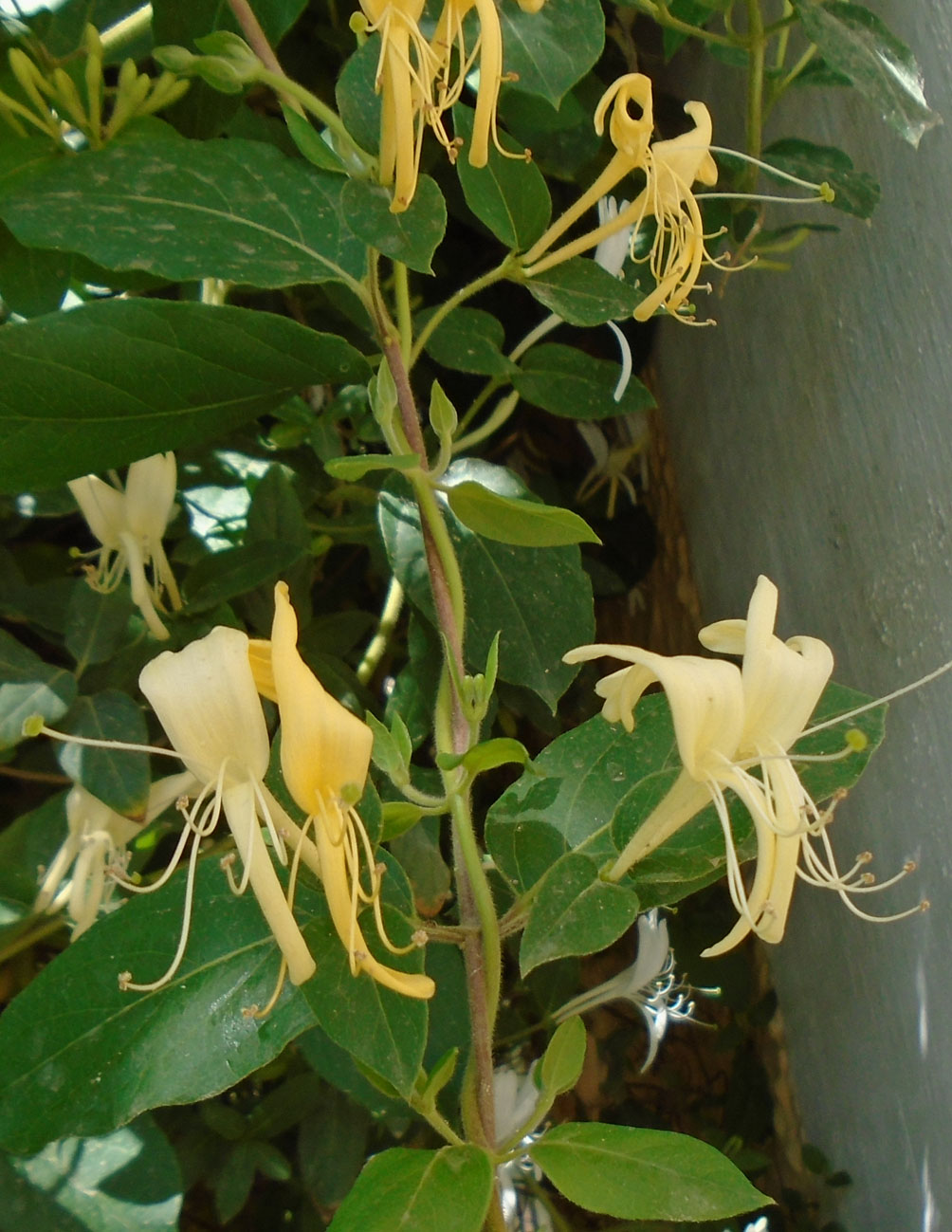 Image of Lonicera japonica specimen.