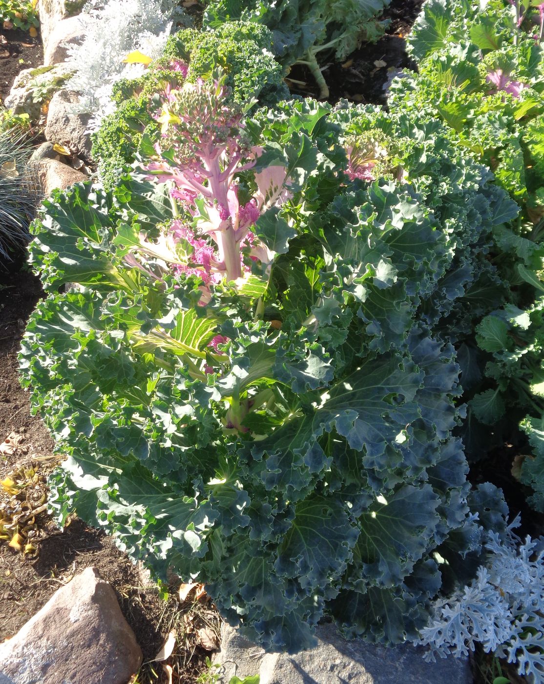 Изображение особи Brassica oleracea var. viridis.