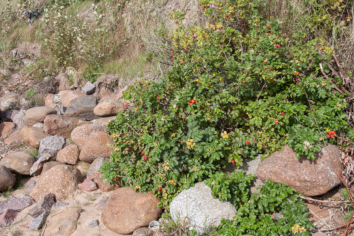 Image of Rosa rugosa specimen.