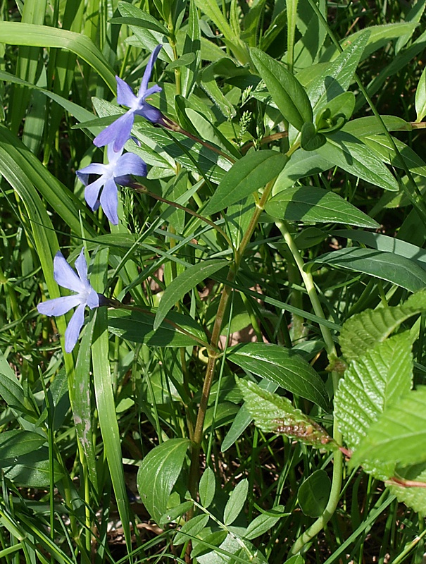 Изображение особи Vinca herbacea.