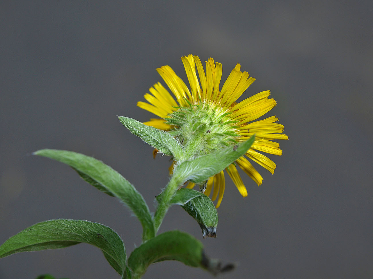 Изображение особи Inula britannica.