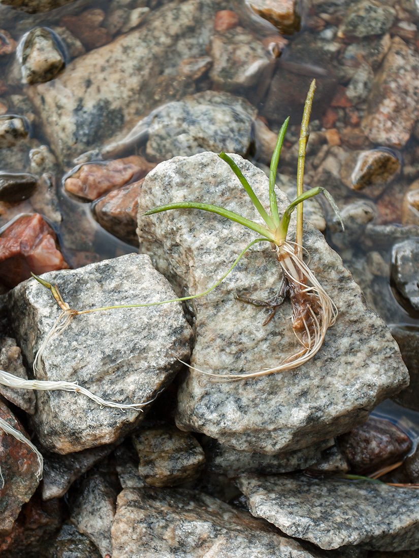 Изображение особи Littorella uniflora.