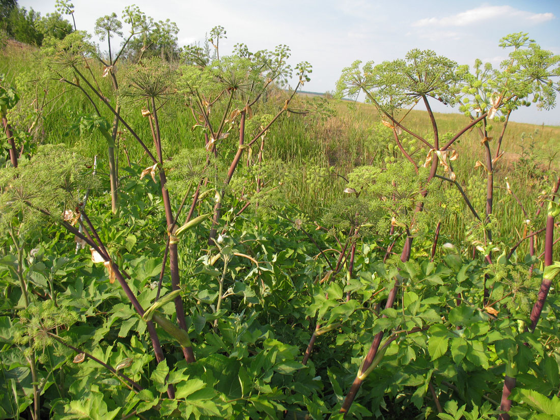 Изображение особи Archangelica officinalis.