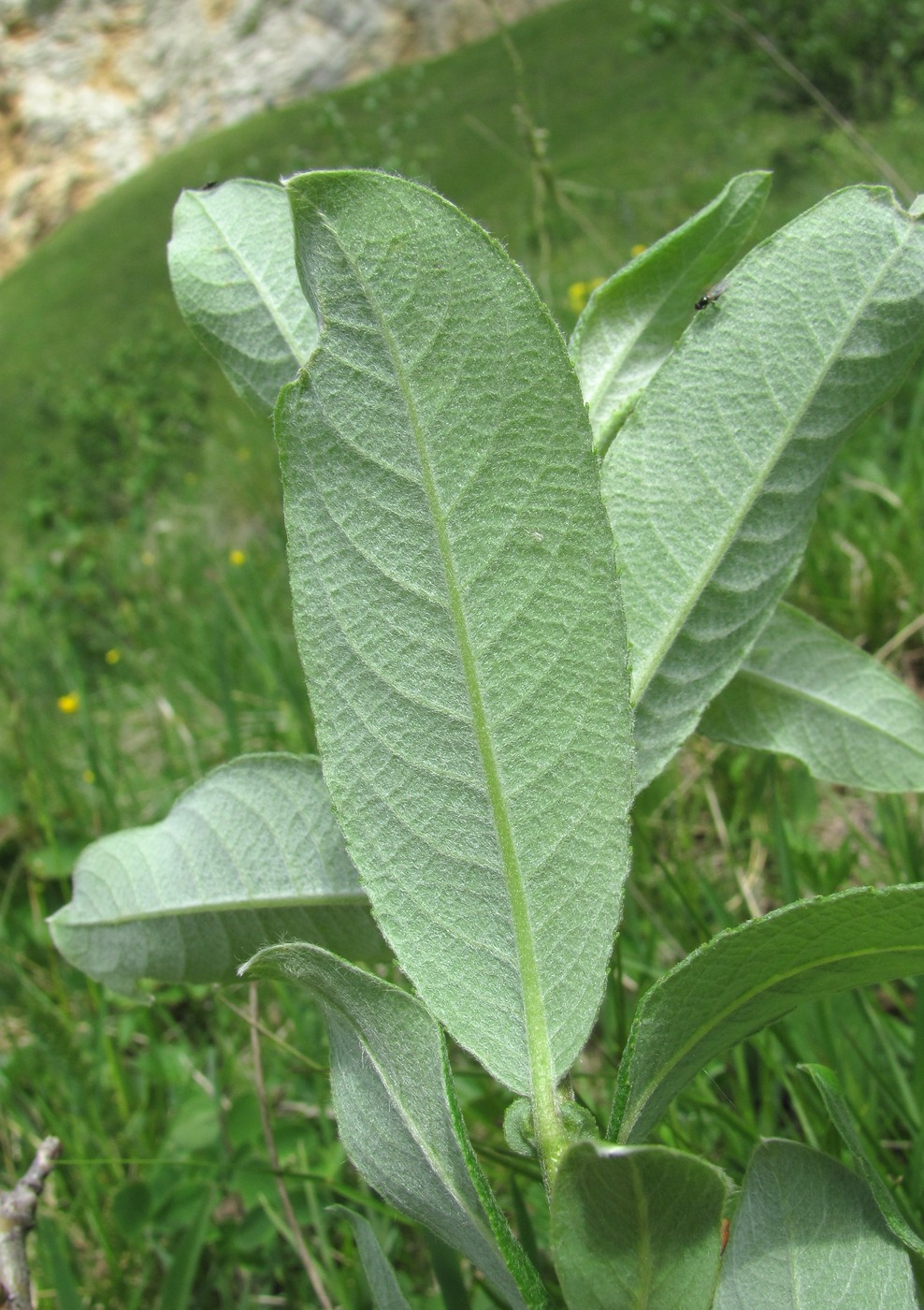 Image of Salix kuznetzowii specimen.