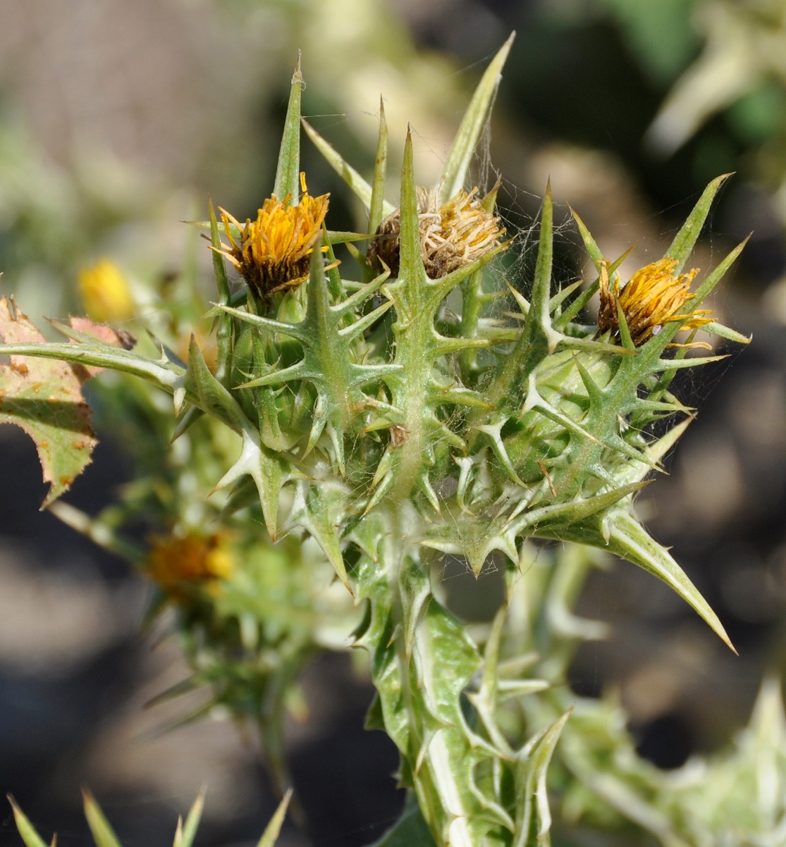 Image of Scolymus maculatus specimen.