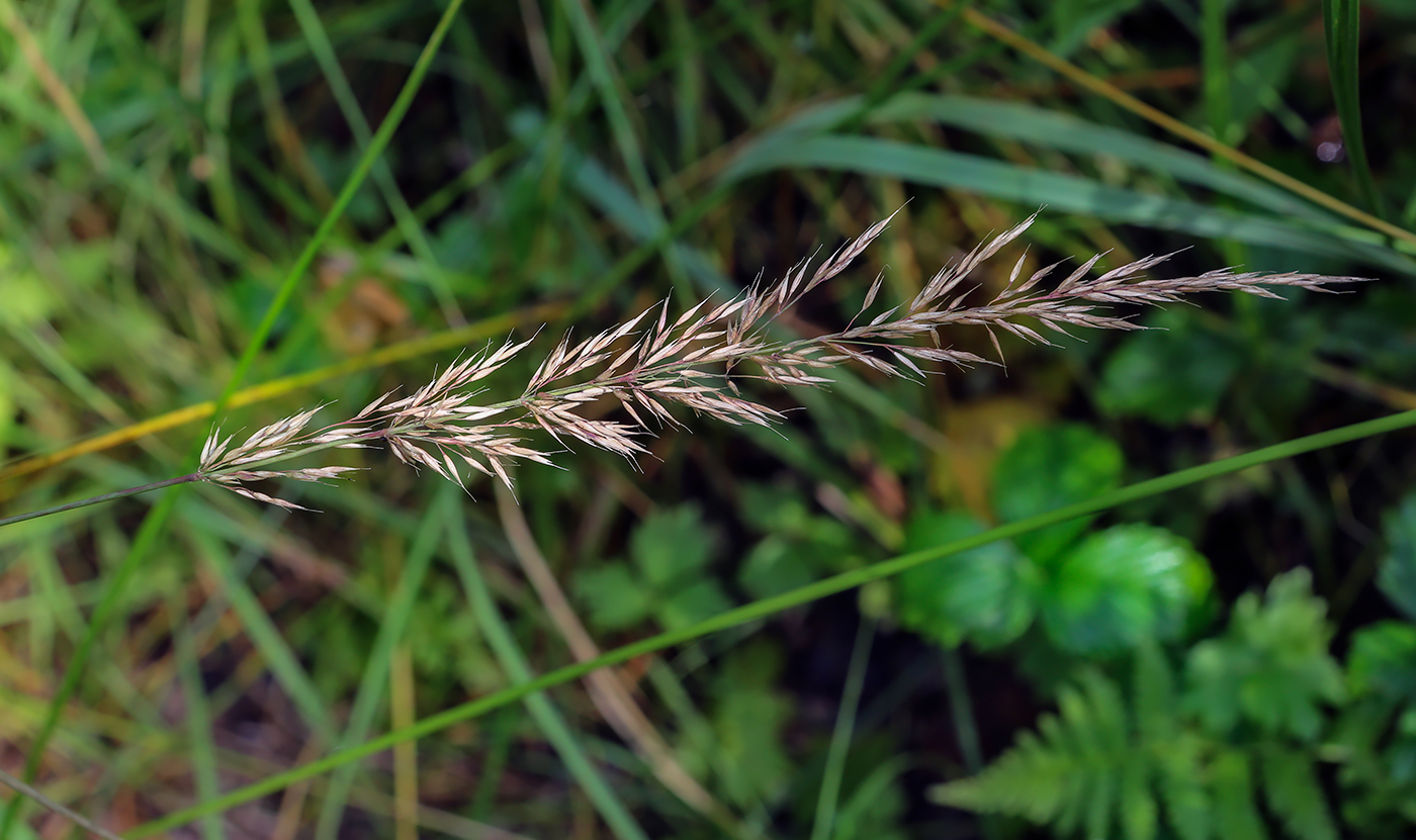 Image of Calamagrostis arundinacea specimen.