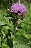 Cirsium helenioides. Верхушка растения с соцветиями. Алтайский край, Змеиногорский р-н, руч. Загорная Амелиха. 14 июня 2010 г.