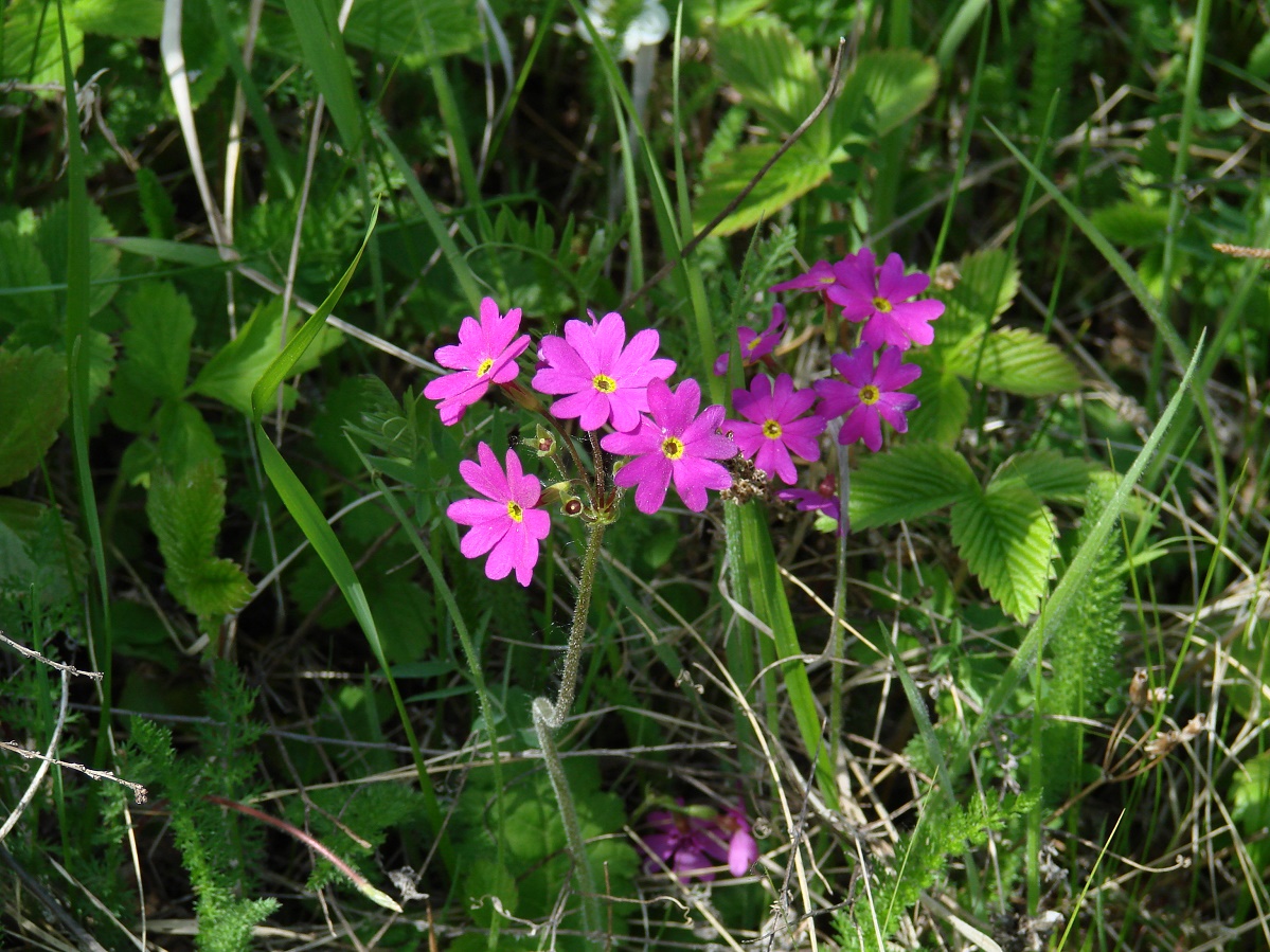 Image of Primula cortusoides specimen.