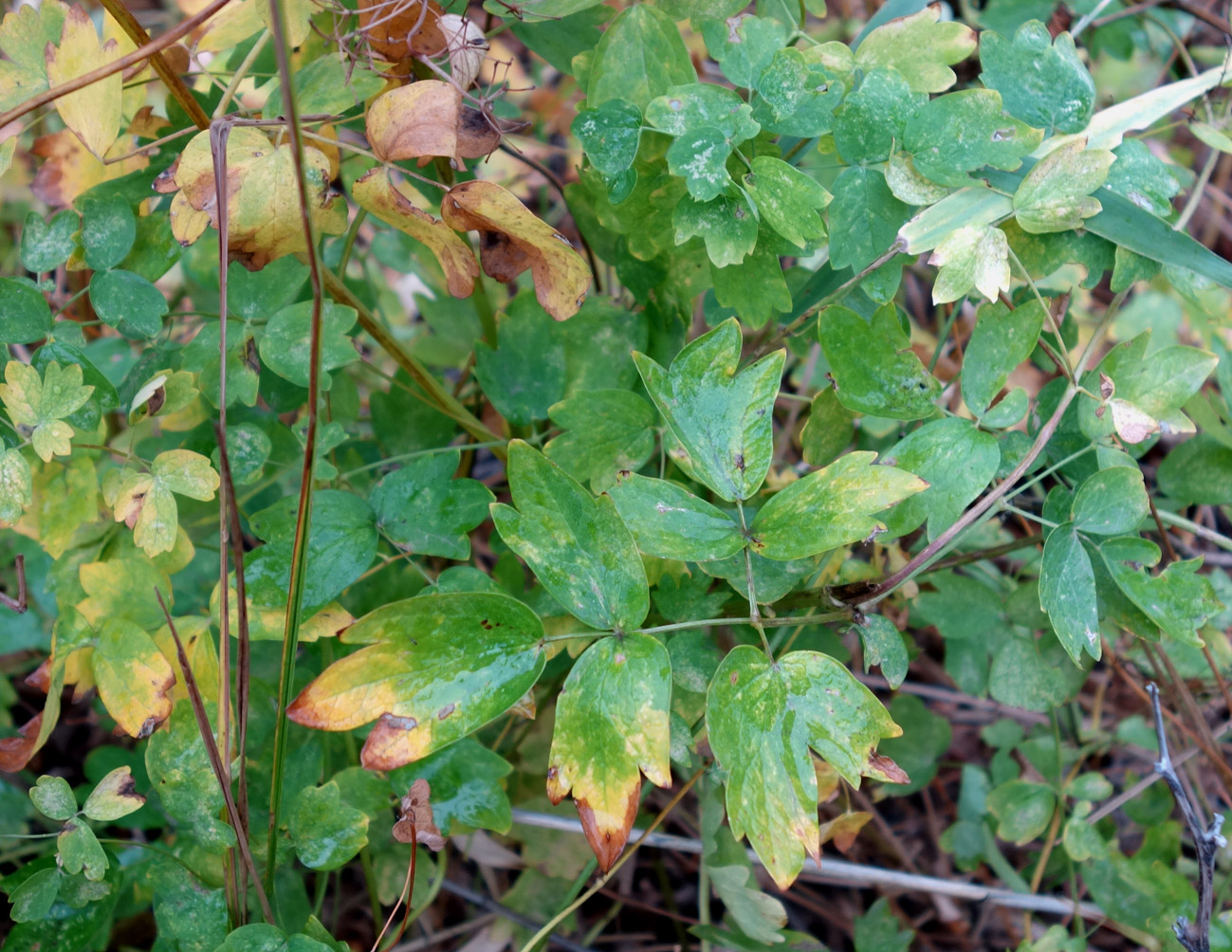 Image of genus Thalictrum specimen.