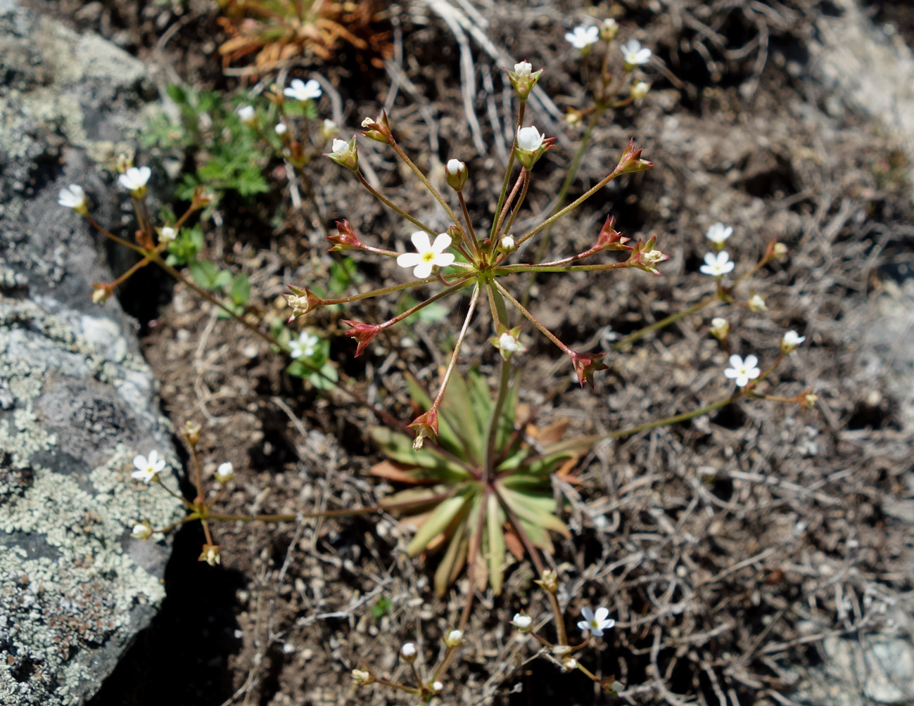 Image of Androsace lactiflora specimen.