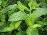 Mentha longifolia. Средняя часть стебля с молодыми побегами. Пермский край, Краснокамский р-н, заброшенный садовый участок. 22.07.2019.