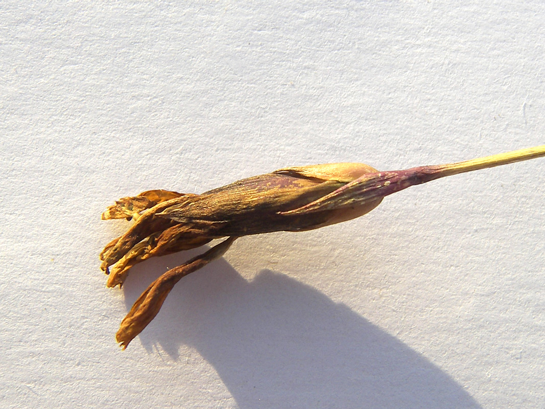 Изображение особи Dianthus oschtenicus.