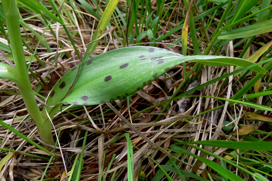 Image of Dactylorhiza fuchsii specimen.