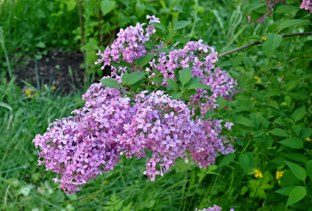 Изображение особи Syringa chinensis.