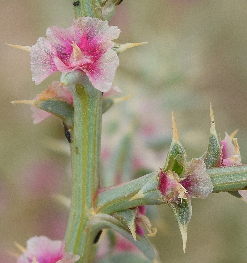 Изображение особи Salsola tragus.