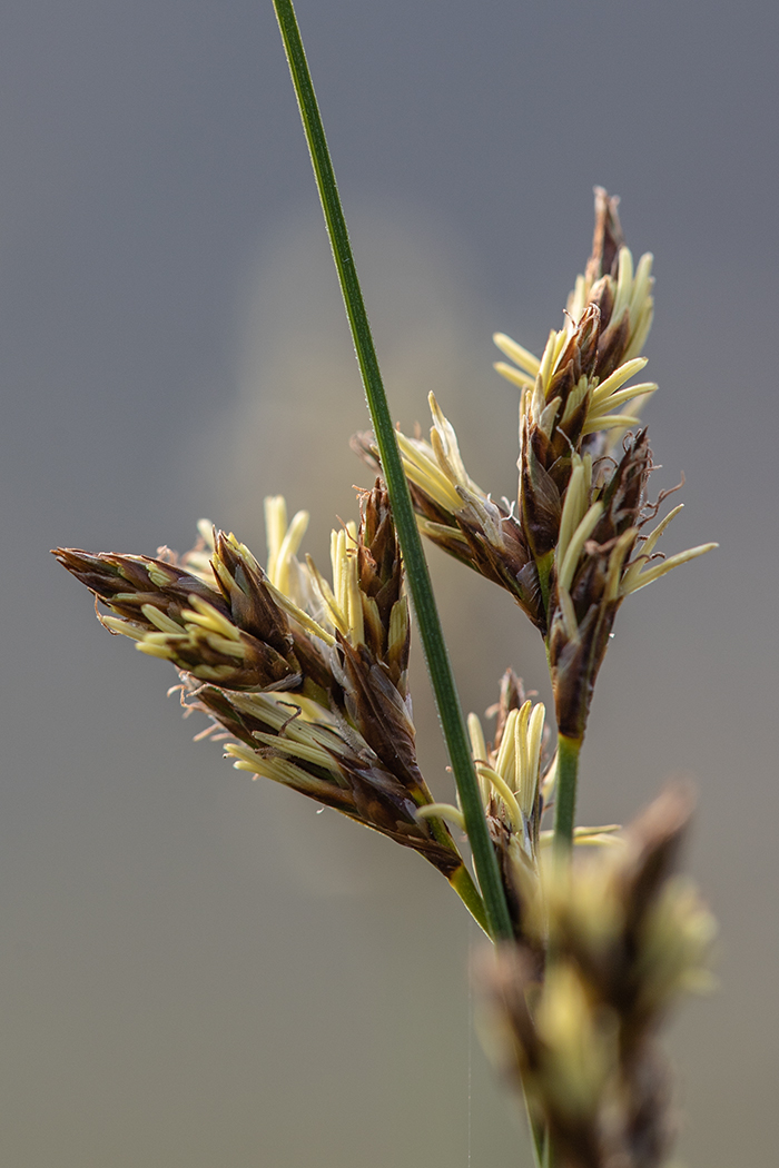 Image of Carex praecox specimen.