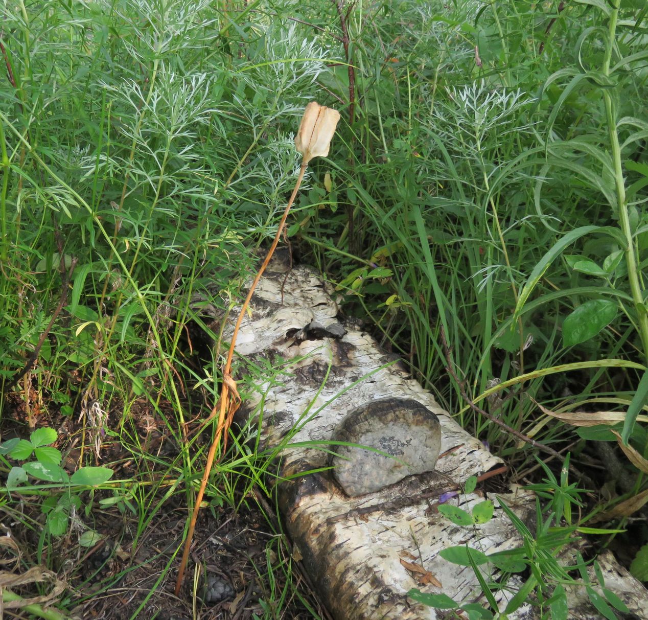 Image of Fritillaria sonnikovae specimen.