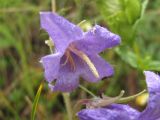 Campanula sarmatica