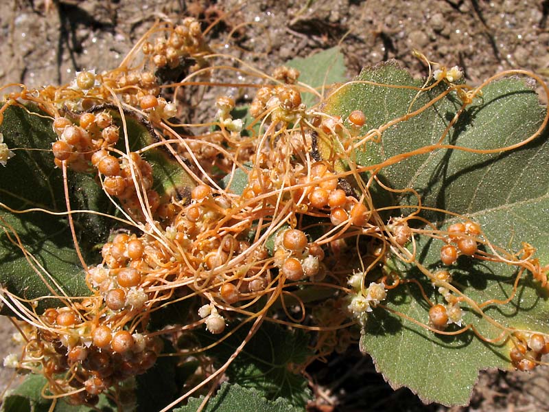 Image of Cuscuta campestris specimen.