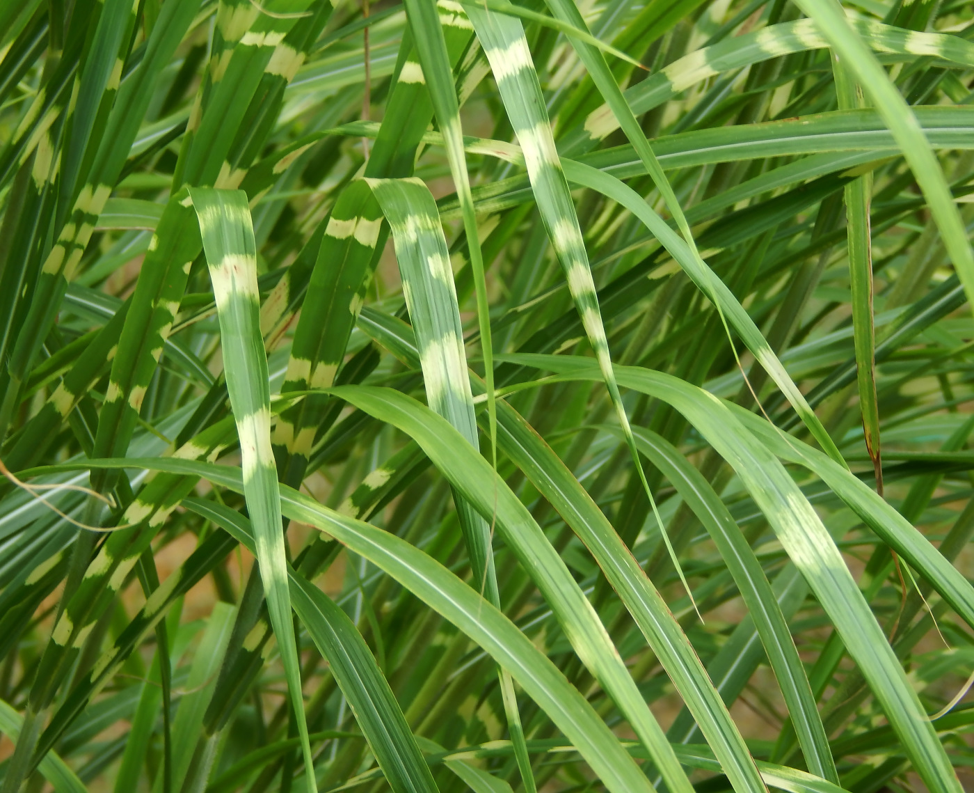 Image of Miscanthus sinensis specimen.