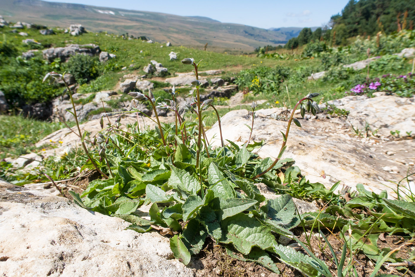 Image of Campanula albovii specimen.