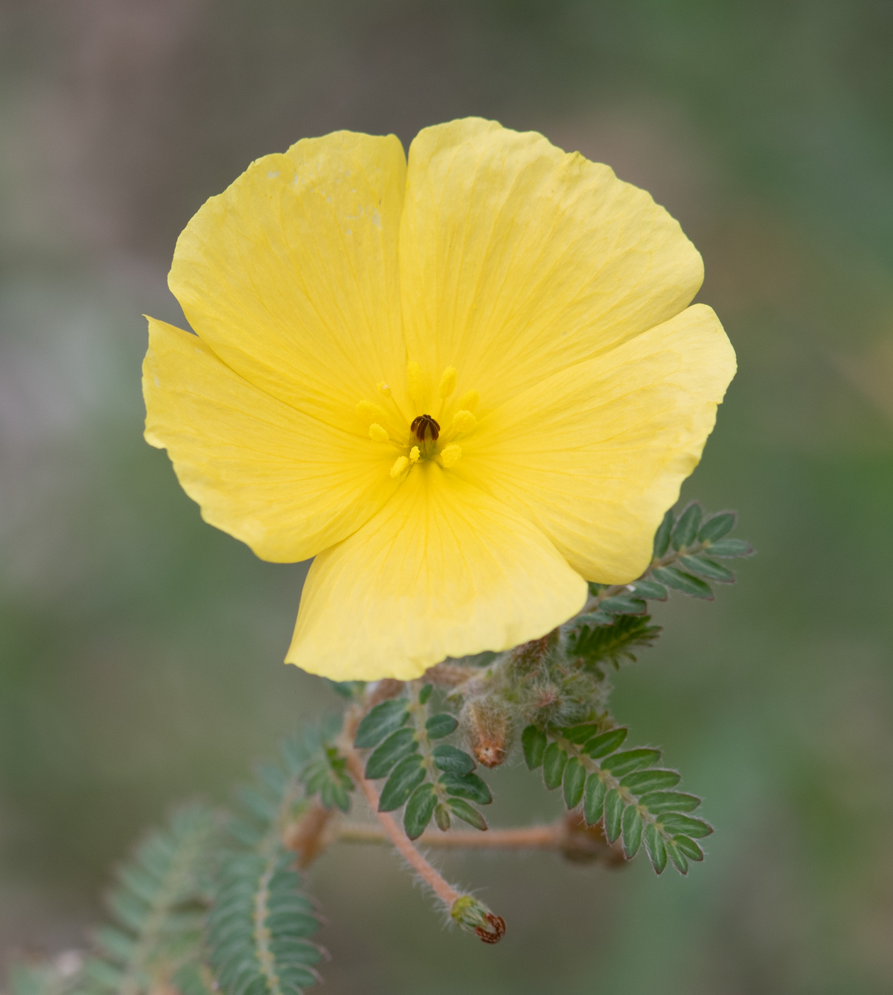 Image of Tribulus zeyheri specimen.